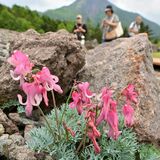 天空に映える「高山の女王」　日光白根山でコマクサ見頃