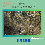 3月26日の栃木県内ニュース　「茂木の『妖精の森』でミツマタ見頃　春到来、斜面埋める黄色い花」など3本をお届けします