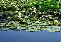 【夕刊】水面に浮かぶかれんな花