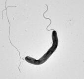 コレラ菌、光浴びて活発に