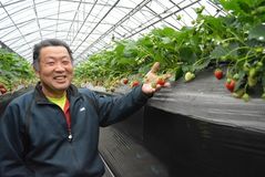 ＜113＞出荷ピークの「とちおとめ」　「王国」支える万能選手　ケーキでも、そのままでも美味