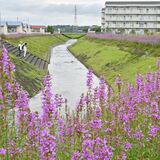 立秋の川辺、紅紫色の「ミソハギ」涼やかに　大田原で満開