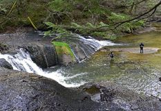 [１９]遺産カワマス 野性味取り戻す