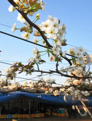陽光を浴びて輝くナシの花