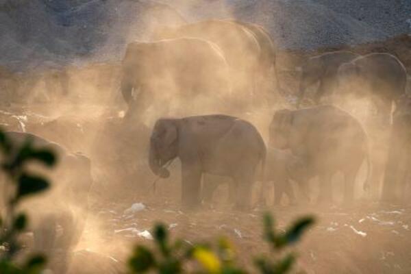 畑に現れた野生のアジアゾウの群れ=2024年4月、中国・雲南省シーサンパンナ・タイ族自治州(共同)