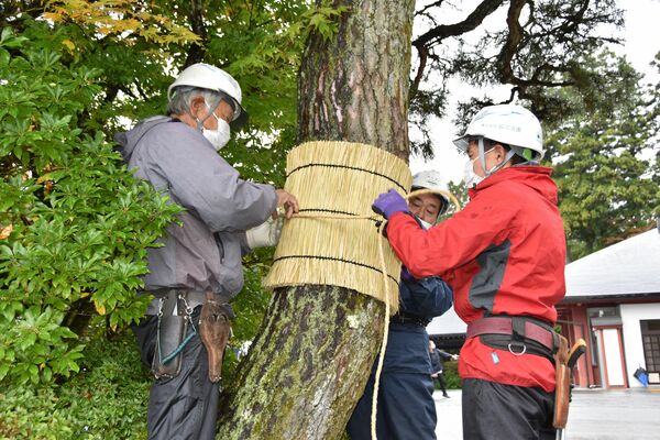 木の幹に丁寧にこもを巻く作業員