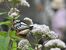 ヨツバヒヨドリの花に止まったアサギマダラ＝８日午後１時15分、日光市所野、磯真奈美撮影