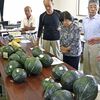 栃木・那須烏山の中山カボチャ　間もなく出荷へ目ぞろえ