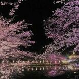 りんどう湖初の「さくら祭り」　夜桜、屋台も