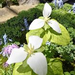 「貴重な機会」高山や離島の花を展示　真岡の井頭公園で企画展