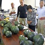 栃木・那須烏山の中山カボチャ　間もなく出荷へ目ぞろえ