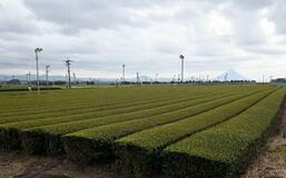 荒茶生産「日本一」好機に販路拡大