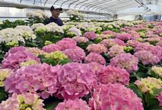 【夕刊】母の日に向け 心込めて