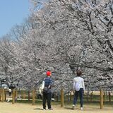 下野・天平の丘公園で淡墨桜が満開　春らんまんの園内　「花まつり」もスタート
