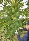 青パパイア 秋にたわわ