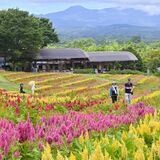 那須フラワーワールドでケイトウ見頃　３ヘクタールに広がる秋の彩り　晴れ間の絶景