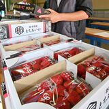 イチゴの新主力「とちあいか」出荷始まる　24年産、大粒で出来よく　鹿沼から大田市場へ
