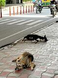 「全ての野良犬を収容せよ」