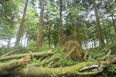 樹齢１００年超の大木供出