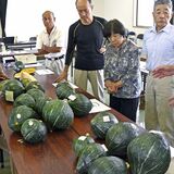 栃木・那須烏山の中山カボチャ　間もなく出荷へ目ぞろえ