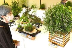 山根流作品50点 あすまで盆栽展