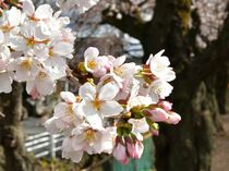 宇都宮で桜開花