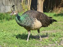 住宅地にクジャク現る　栃木