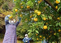 茂木でユズ収穫が最盛期