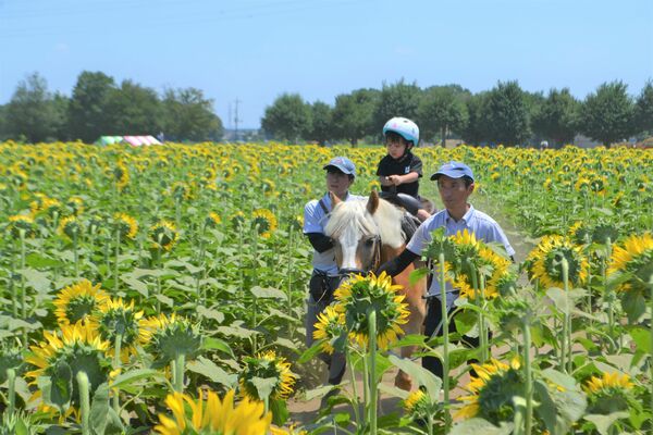 約３０万本のヒマワリが咲き誇るフェスティバル