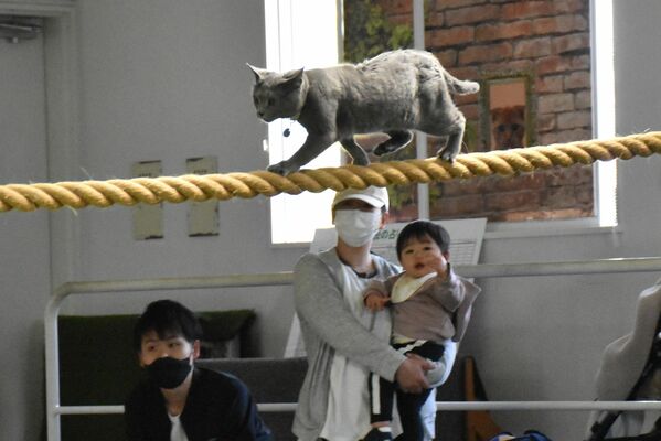 綱渡りを披露するネコ