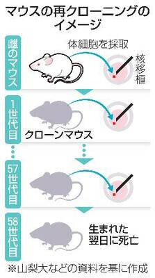 　マウスの再クローニングのイメージ