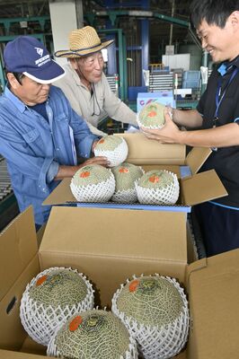 メロンの品質を確認するＪＡ職員（右）と生産者