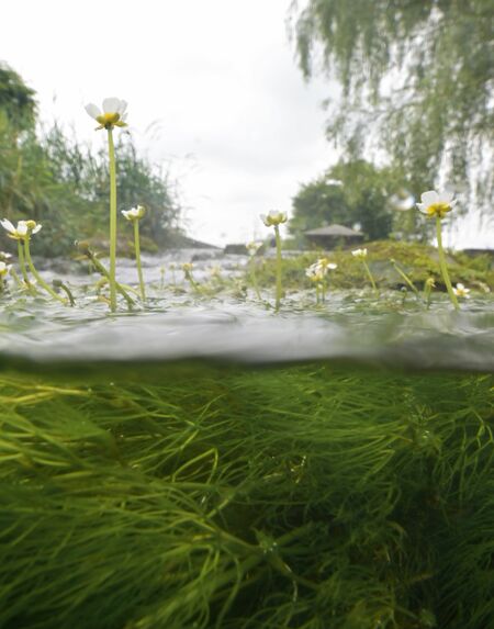 水中の葉の間から茎を伸ばし、かれんな花を咲かせるバイカモ＝８日午前10時40分、宇都宮市白沢町