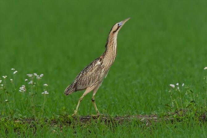 日本野鳥の会の調査で17羽しか繁殖の可能性があるオスの個体が確認されなかったサンカノゴイ（日本野鳥の会提供）