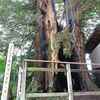 足利の寺院で市天然記念物が焼損