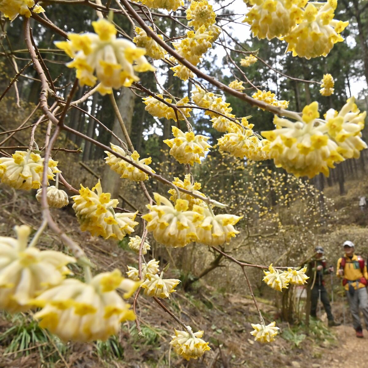 森の妖精」開花 茂木・ミツマタ群生地、今週末に見頃｜地域の話題,県内