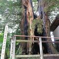 足利の寺院で市天然記念物が焼損