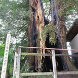 足利の寺院で市天然記念物が焼損