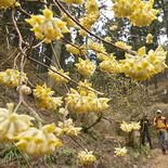 「森の妖精」開花　茂木・ミツマタ群生地、今週末に見頃