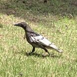 ハトかと思ったら…白いカラス　宇都宮の県総合運動公園で発見　突然変異か