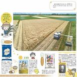 【知っとこ とちぎ】米・穀物も全国有数　米と麦の二毛作盛ん
