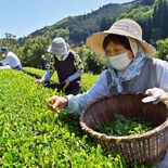 新緑一面に広がる段々畑　新茶手摘み始まる　那珂川の大金茶園【動画】