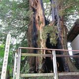 足利の寺院で市天然記念物が焼損