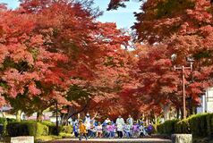 大山参道でモミジ色づく