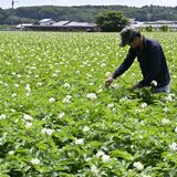芳賀の山本さん方でジャガイモの花満開　広大な畑彩る白い花