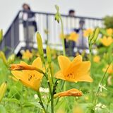「天空」彩るかれんな黄色　日光・霧降高原でニッコウキスゲ見頃