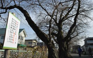 桜の下 にぎわい遠く 開花間近の栃木県内 祭りは今年も中止 縮小 県内主要 社会 下野新聞 Soon ニュース とちぎさくら前線 下野新聞 Soon スーン