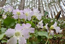 那珂川でイワウチワ見頃