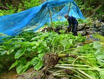 ワサビの収穫　日光