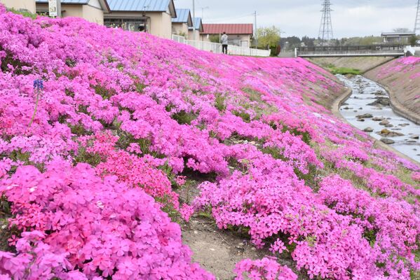 みそはぎロード付近に咲くシバザクラ
